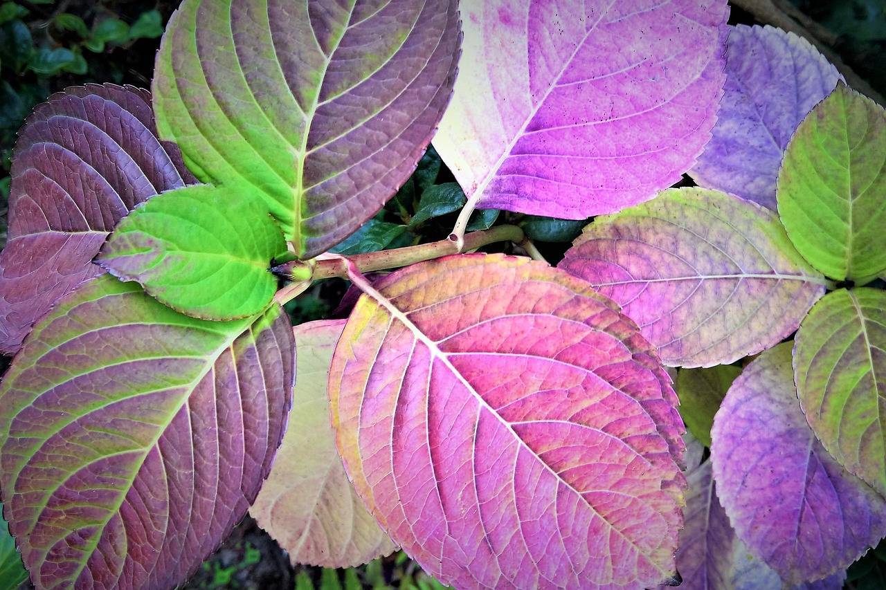 Почему у гортензии краснеют листья — что делать с растением