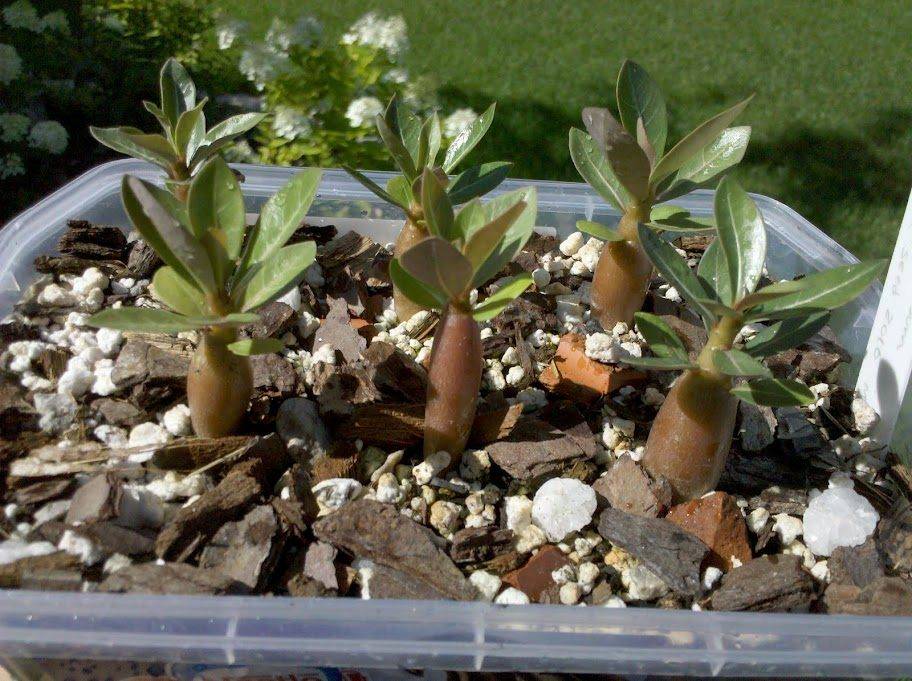 Выращивание адениума обесума: как посадить, ухаживать, удобрять, размножать