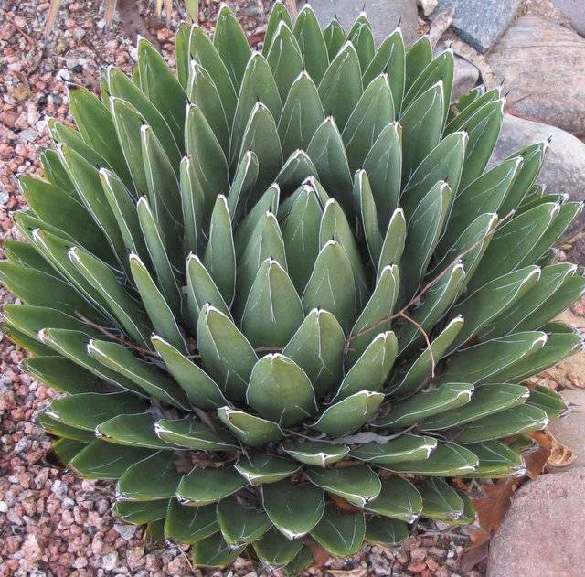 Агава (agave). описание, виды и уход за агавой | флористика на "добро есть!"