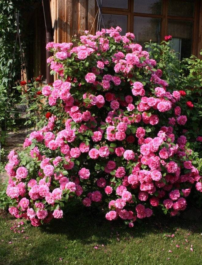 О розе morden centennial: описание и характеристики, выращивание канадской розы