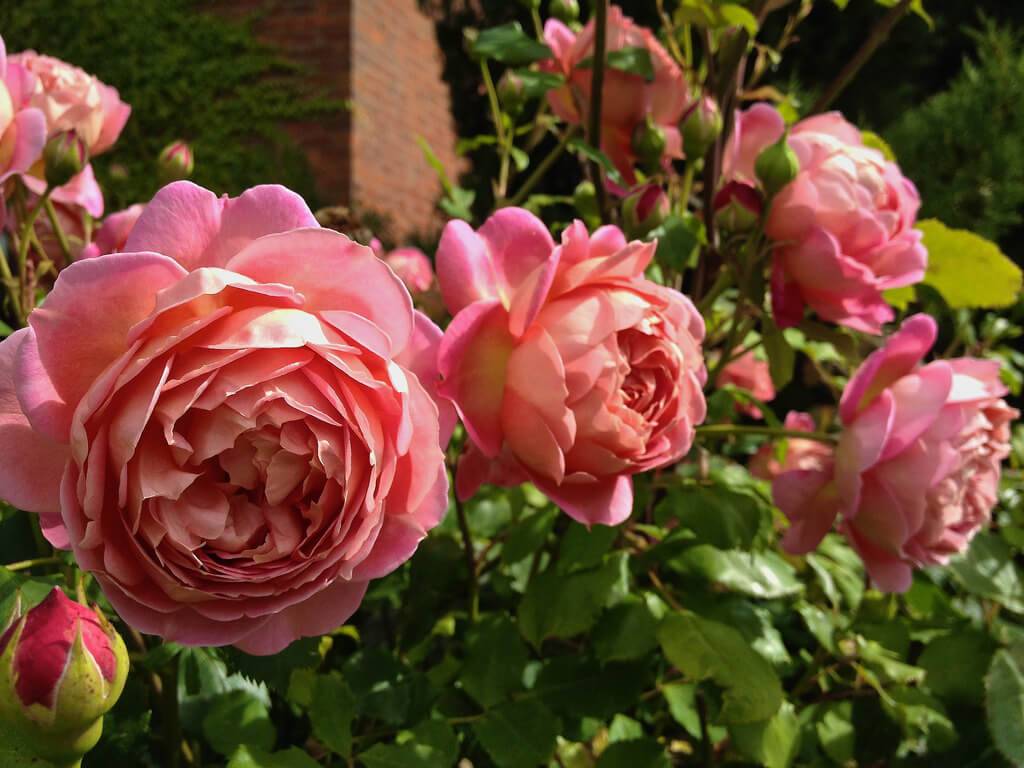 Английские розы: описание, особенности ухода и выращивания