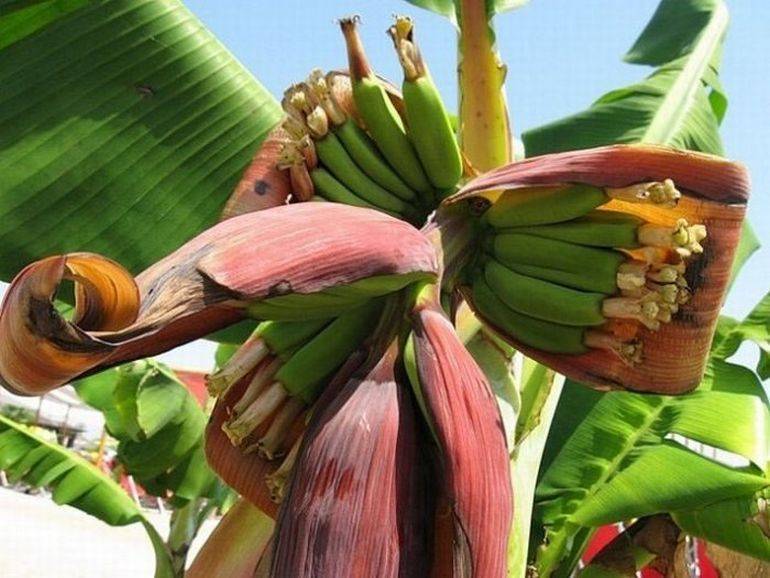 Банановая пальма фото