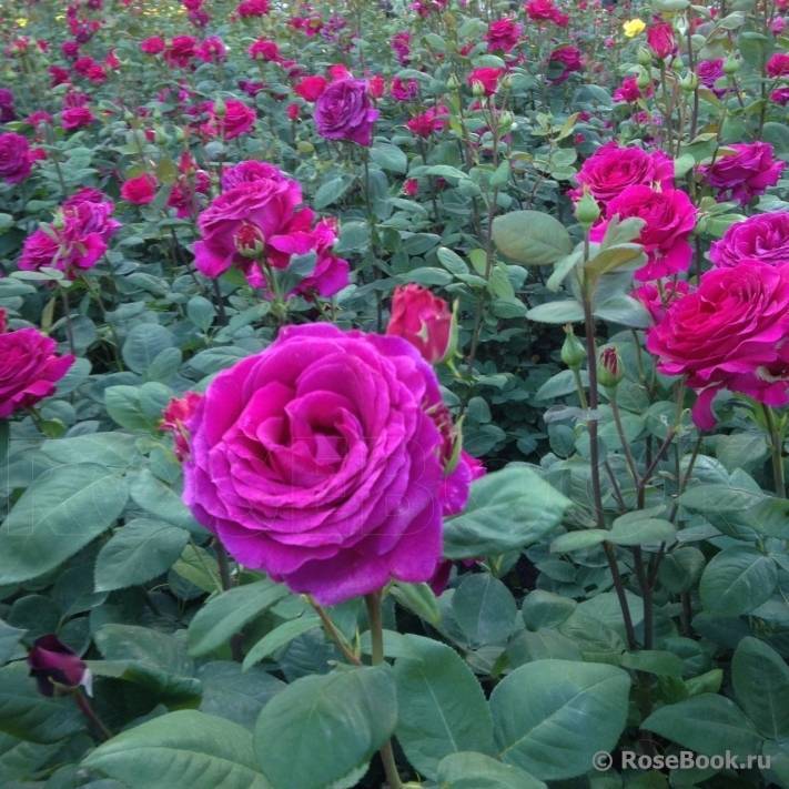 Роза биг перпл (big purple): описание и фото, характеристики, плюсы и минусы сорта + посадка и уход, отзывы садоводов