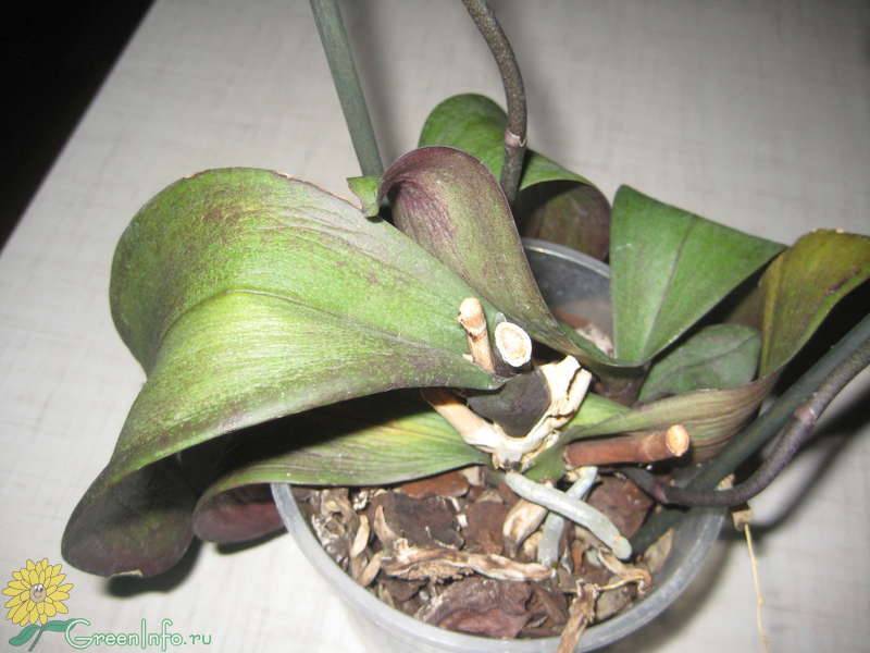 У орхидеи вянут листья: причины, что делать