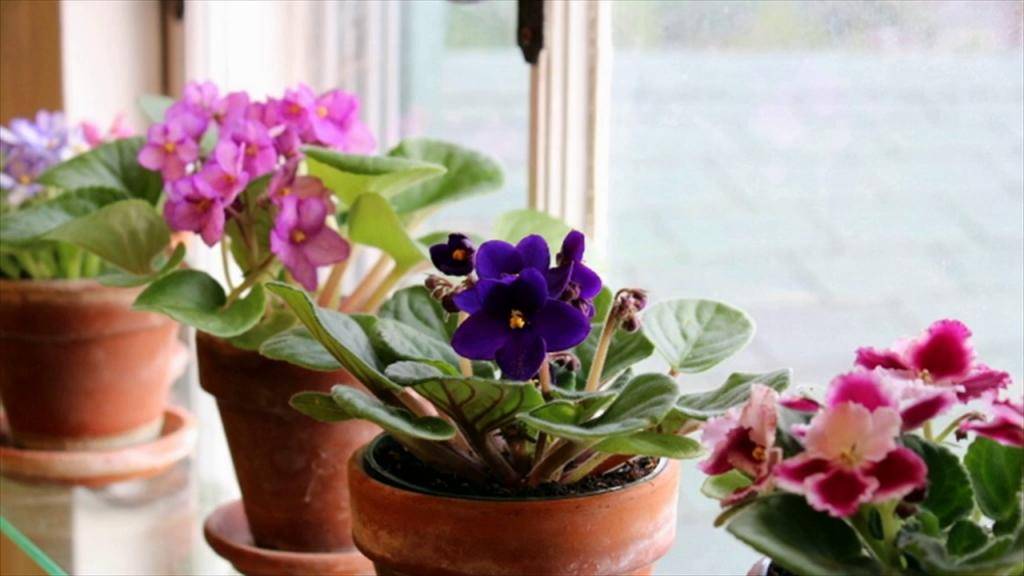 Фиалка – комнатное растение. уход за цветком