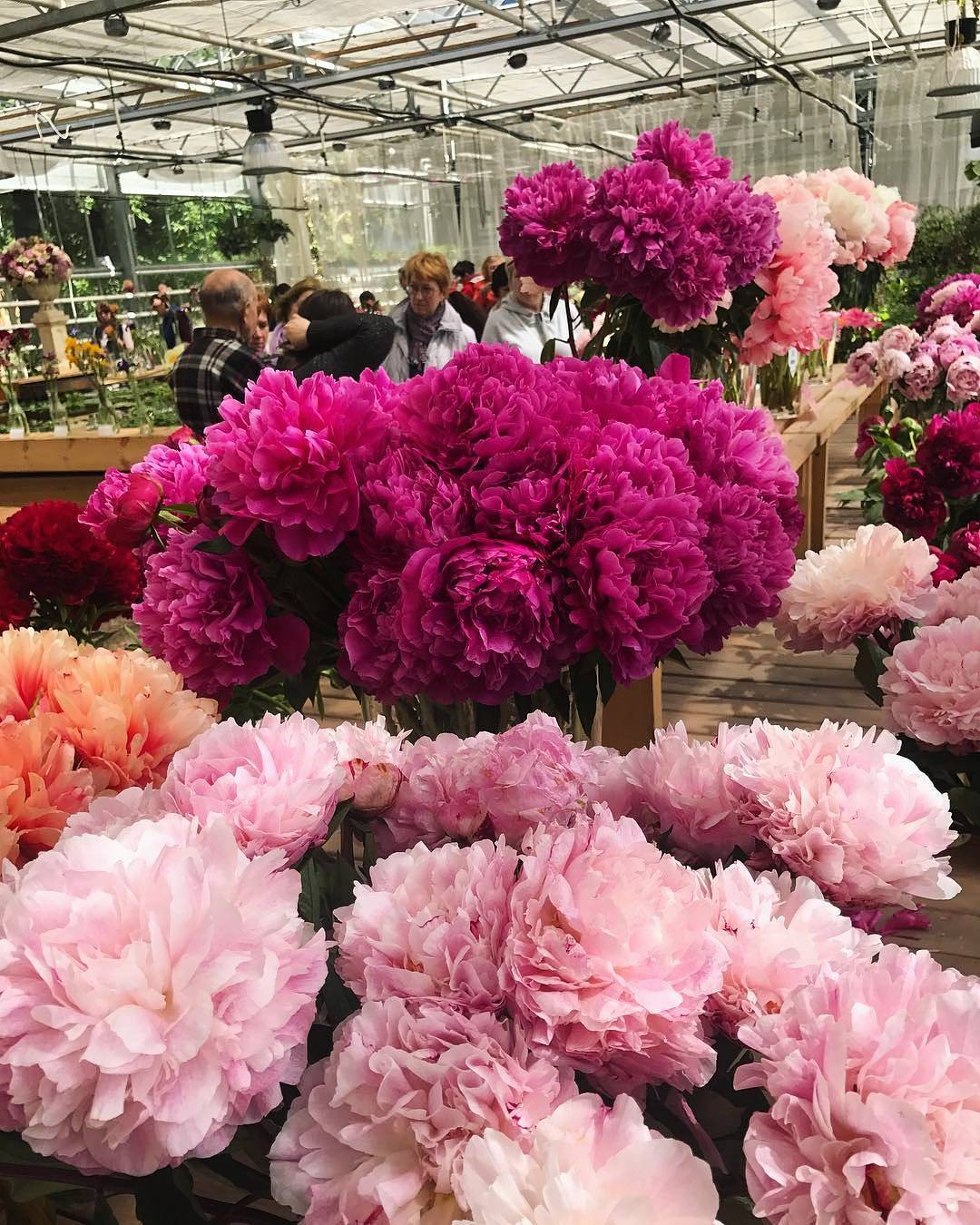 Цветочные выставки в июне: розы, пионы, ирисы - где будет очень красиво?