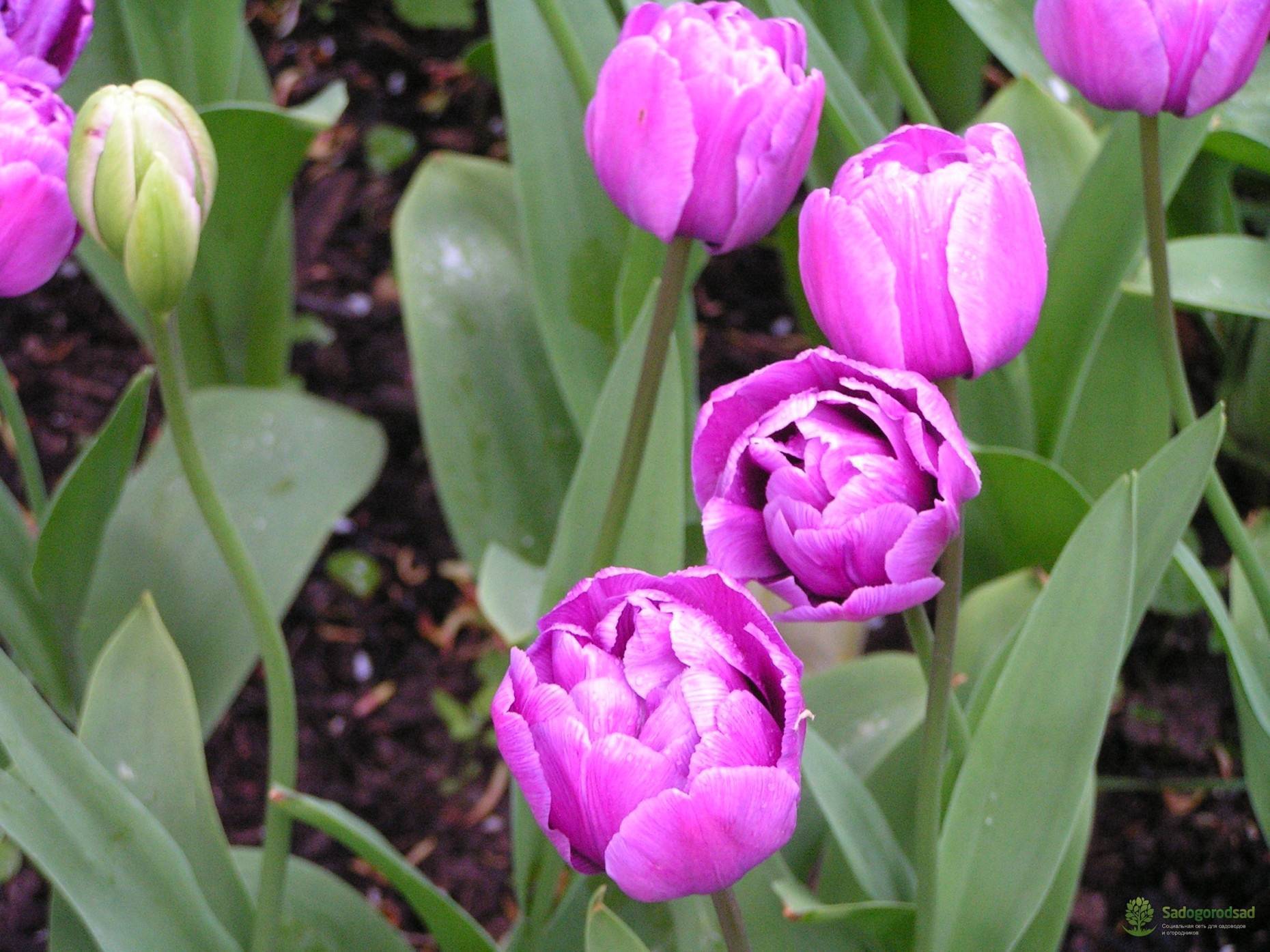 Тюльпан - описание цветка для детей, особенности строения луковиц