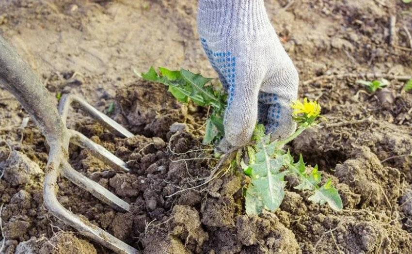Адонис: выращивание из семян, посадка и уход в открытом грунте, фото