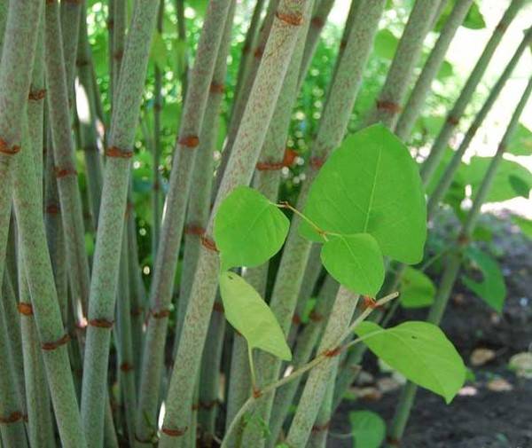 Аукуба (золотое дерево): уход, посадка и выращивание дома