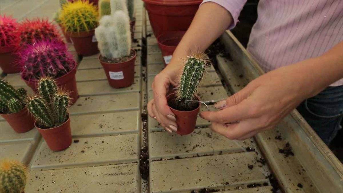 Правила размножения кактусов: пошаговая инструкция
