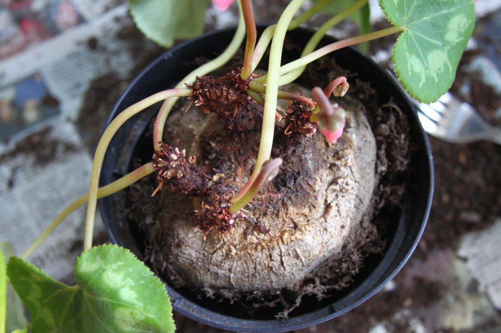 Цикламен – фиалка из луковицы: описание, выращивание из семян в домашних условиях, уход за растением, размножение и пересадка (75+ фото & видео) +отзывы