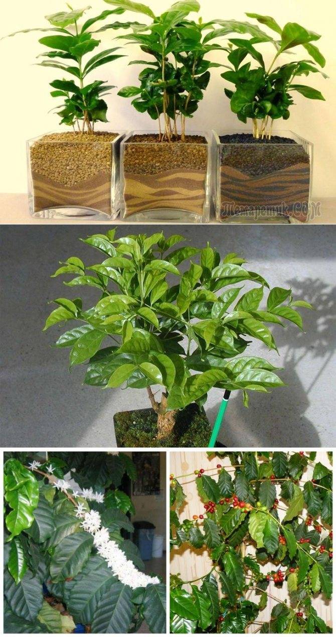 Уход за комнатным растением "кофе арабика": полив, освещение, размножение
