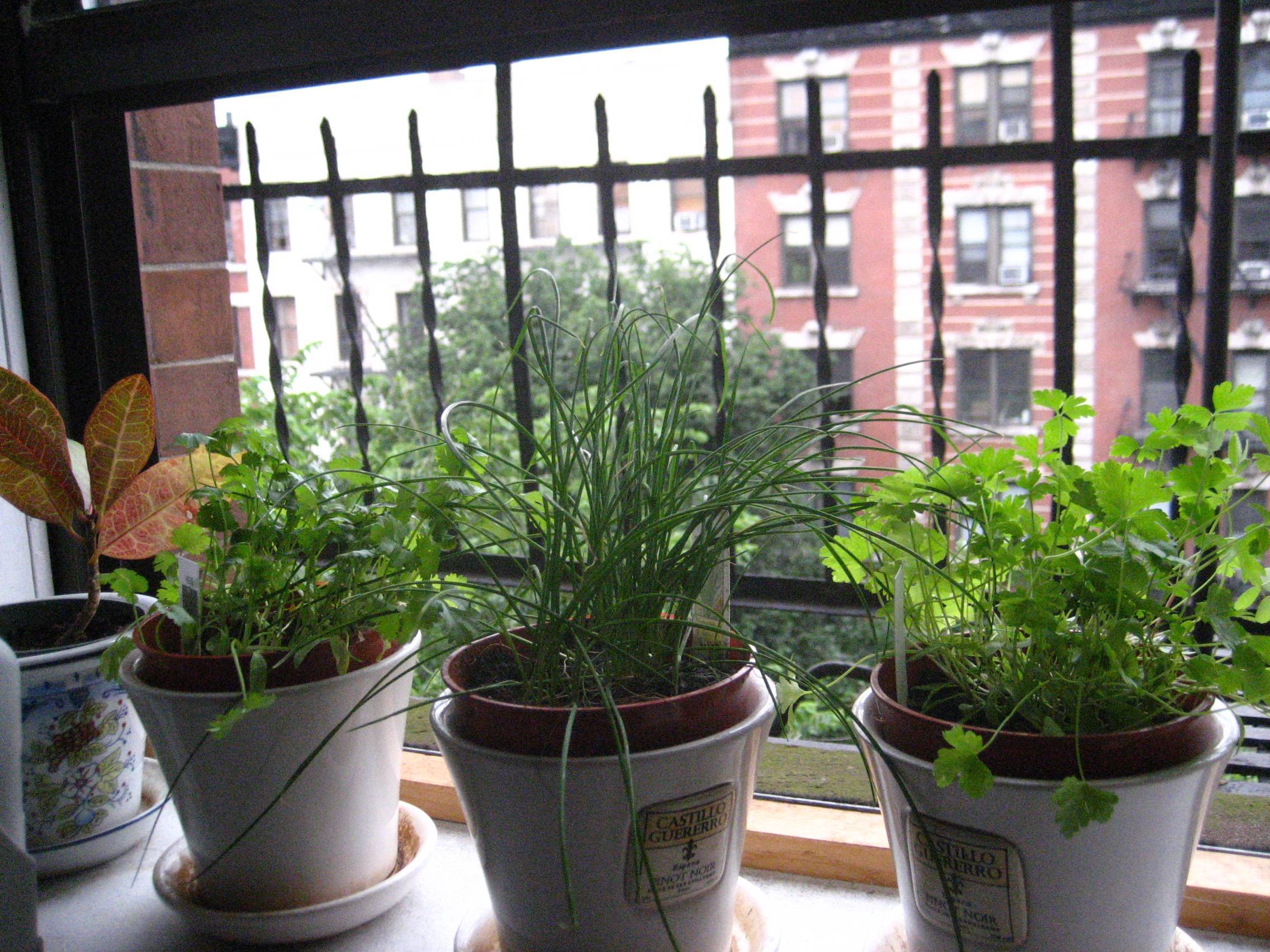 Мята на подоконнике. выращивание в домашних условиях, в квартире на окне, балконе, в горшке. размножение, почва, уход, вредители