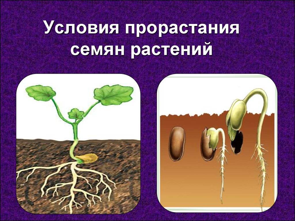 Строение семяни растения, состав и условия прорастания