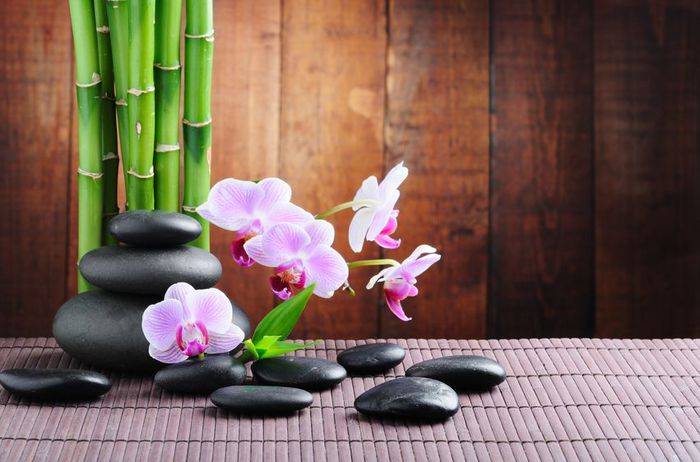 Орхидея: приметы и суеверия для дома