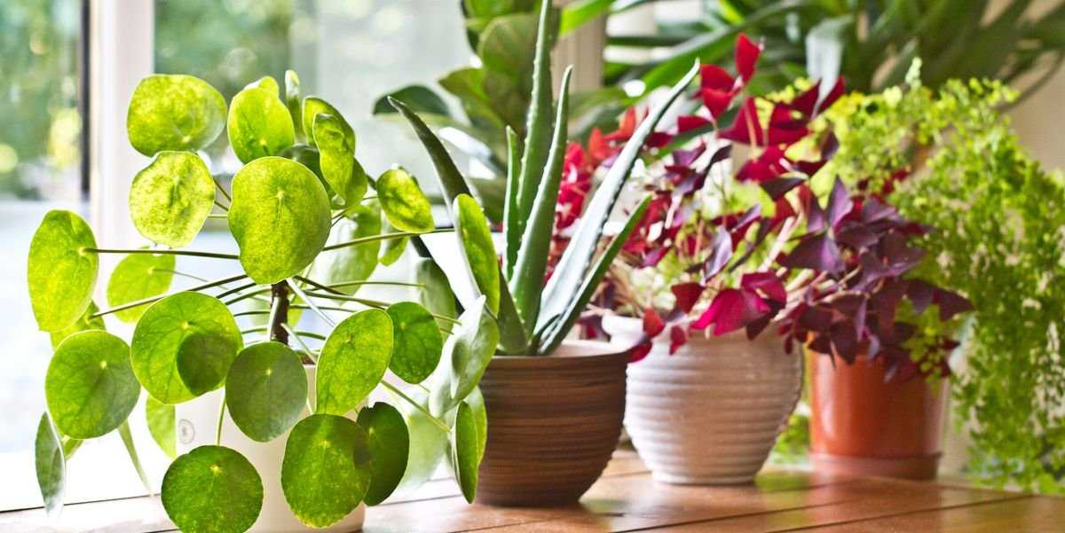 4 общих правила по уходу за комнатными растениями в осенний период