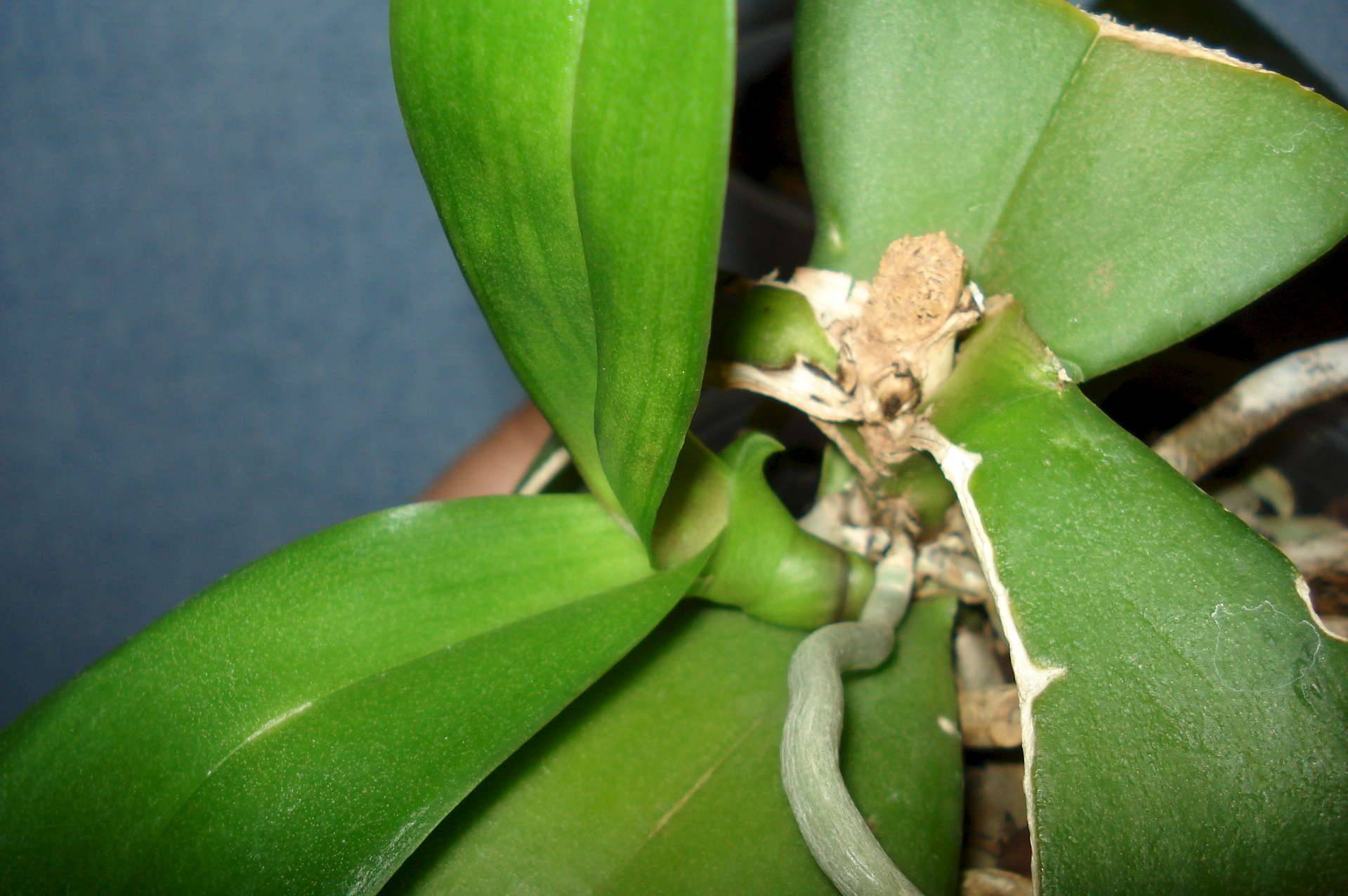 Орхидея засыхает - как спасти и реанимировать растение: видео-инструкция