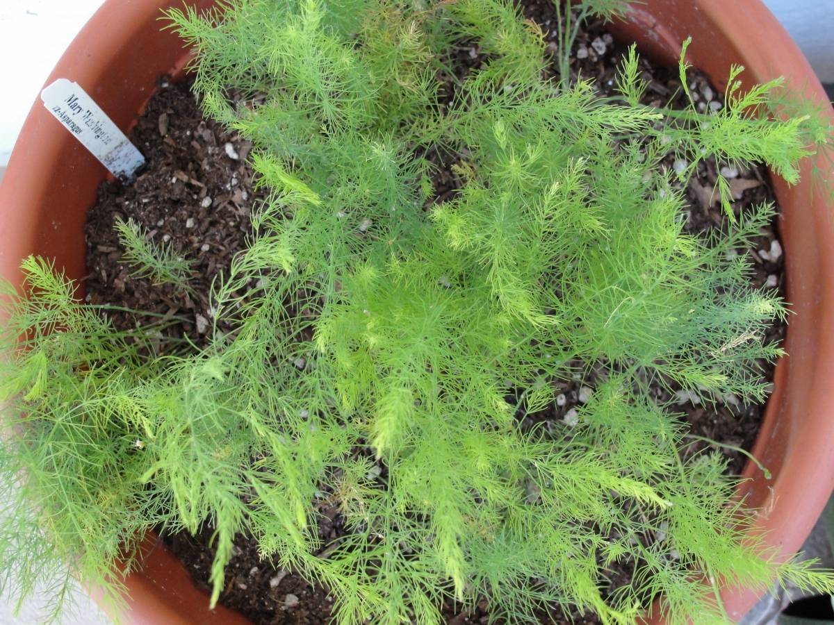 Описание неприхотливого растения аспарагус серповидный: уход в домашних условиях, фото