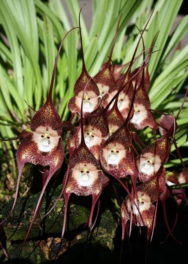 Можно ли выращивать орхидею дракула в домашних условиях