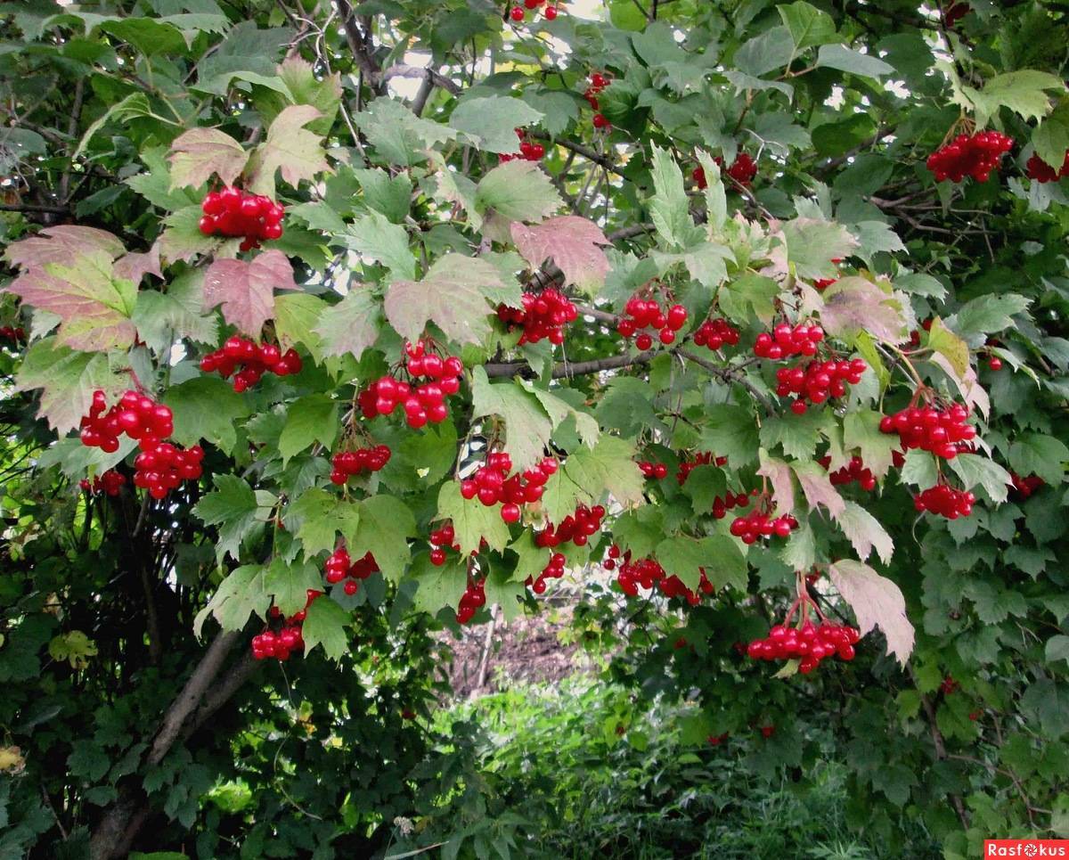 Калина как выглядит, полезные свойства ягоды, лечебные листья, противопоказания