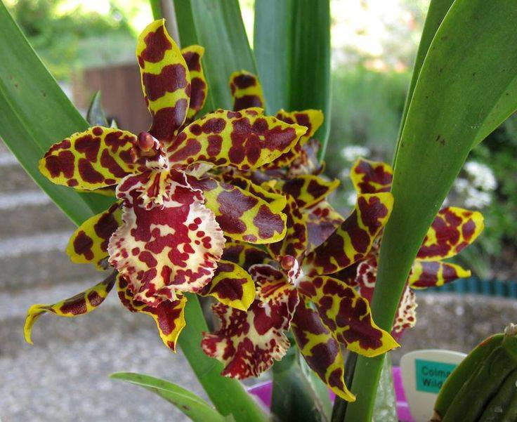 Орхидея камбрия, посадка и уход в домашних условиях