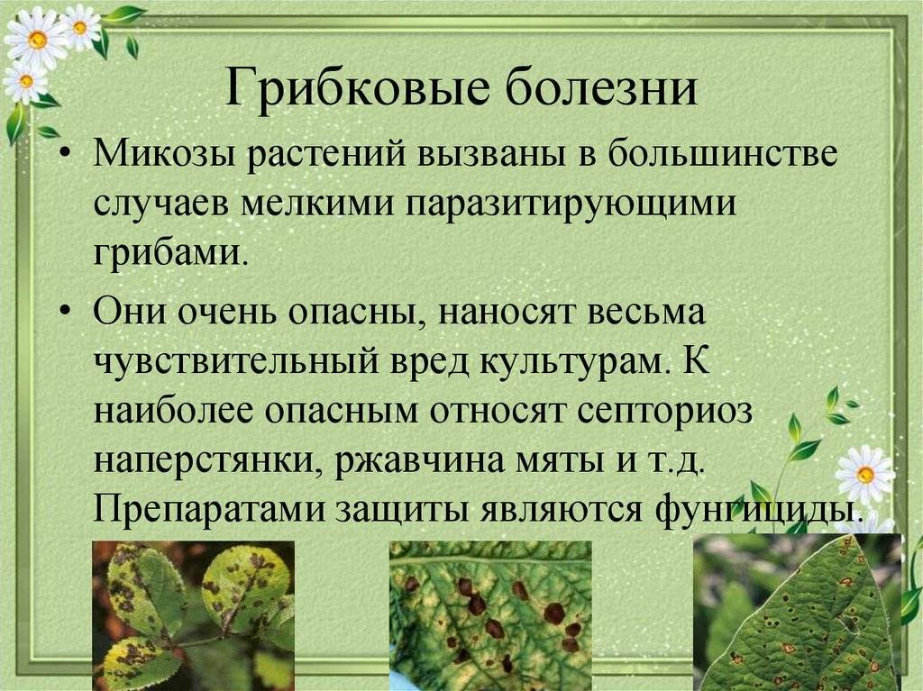 Щитовка на комнатных растениях: как бороться, фото, особенности и причины появления - sadovnikam.ru