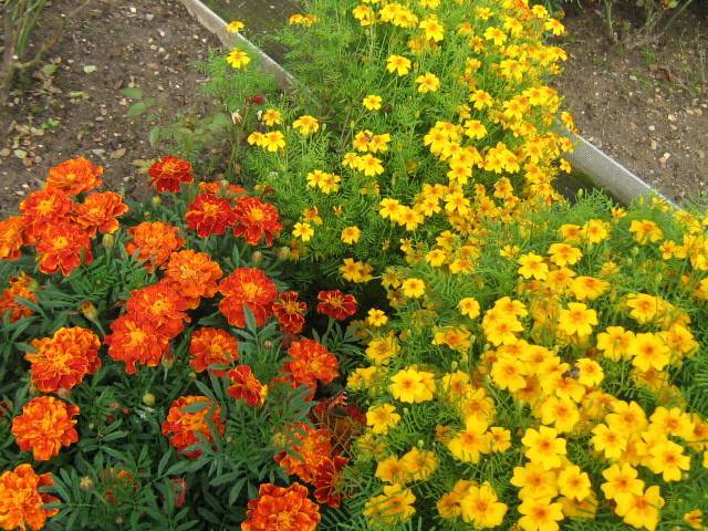 Цветы бархатцы: выращивание из семян, фото, посадка и уход, сорта и свойств