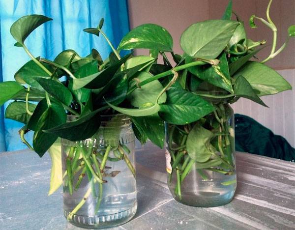 Цветок сциндапсус: уход в домашних условиях и фото растения