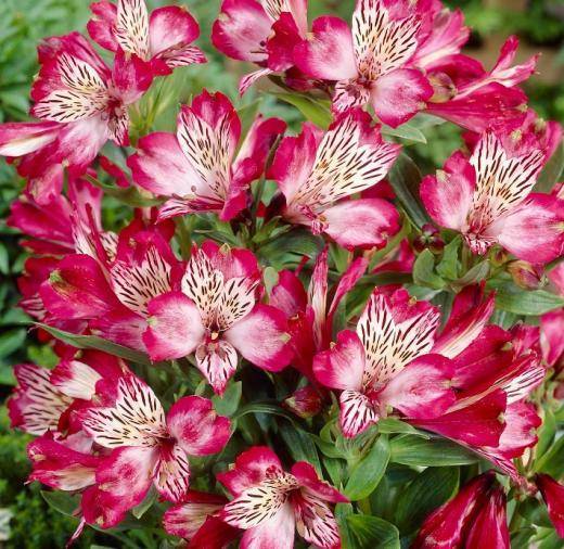 Альстромерия (alstroemeria): посадка в саду и уход за цветком, сорта