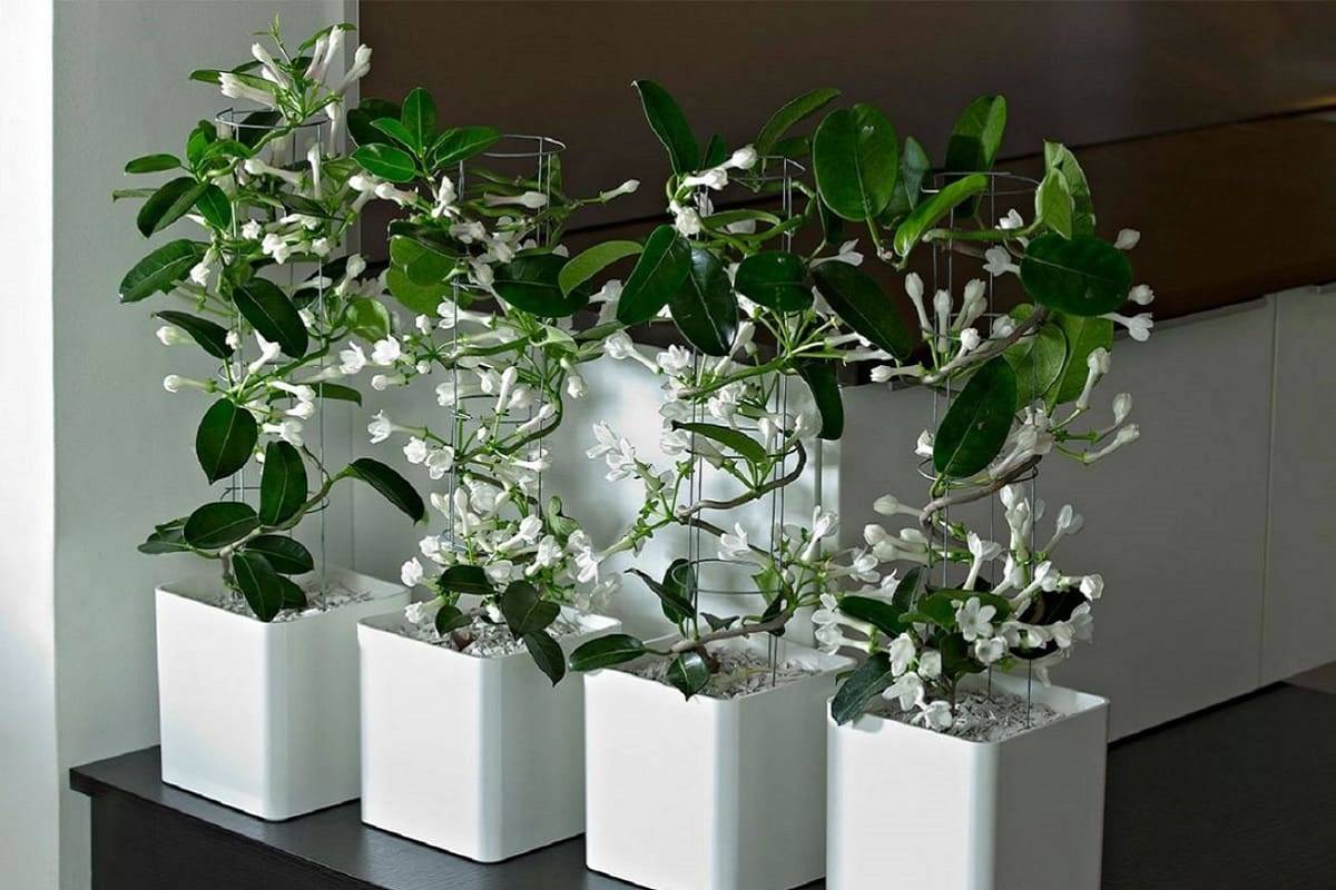 Вонючие домашние цветы: какие комнатные растения плохо пахнут и зачем они нужны в доме?