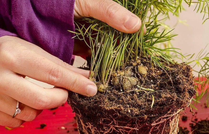 Выращивание аспарагуса шпренгера: как посадить, ухаживать, удобрять, размножать