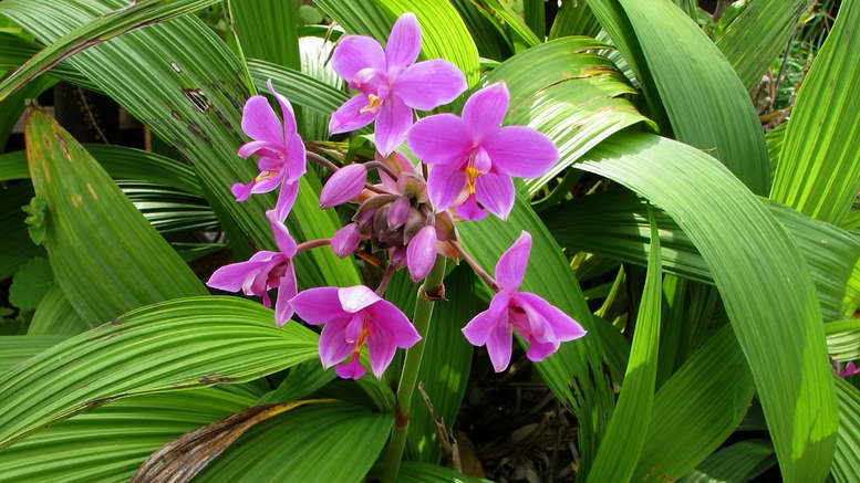 Виды орхидей - названия, фото и описания (каталог)