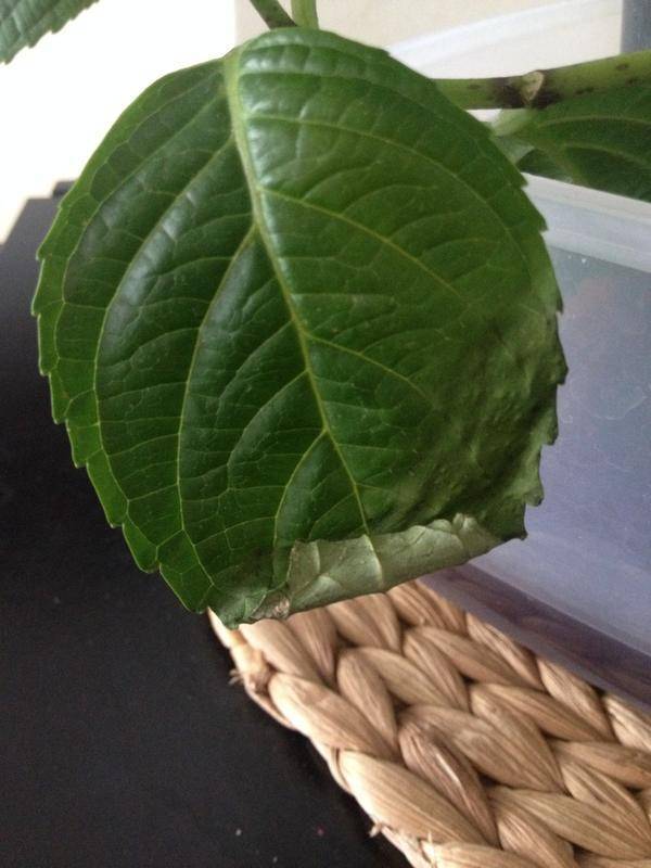 Лечение хлороза гортензии: фото листьев и цветов, как избавиться от болезни навсегда