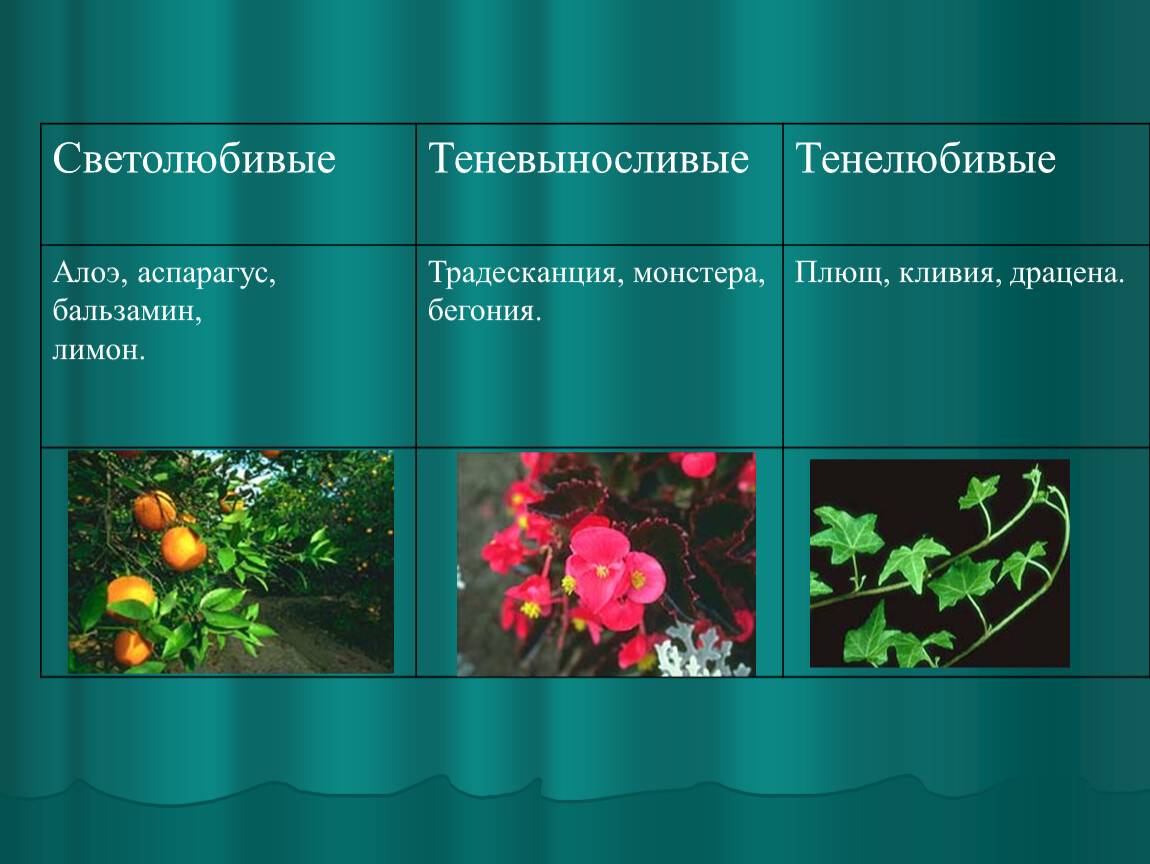 Светолюбивые растения: примеры гелиофитов для сада и комнатные, названия и фото