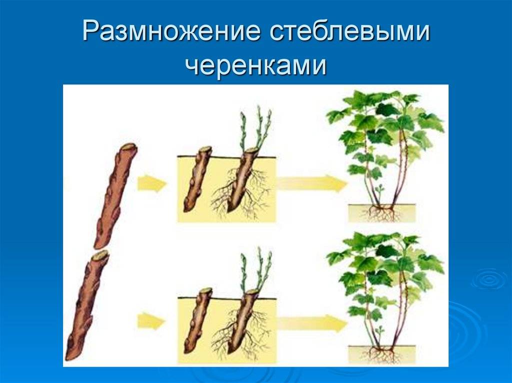 Как размножить пионы: весной, осенью, отводками, корнями, способы, когда делить корневище в открытом грунте