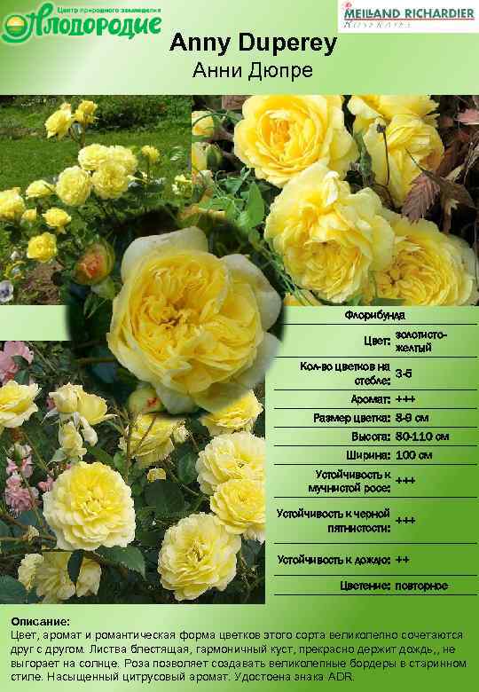 Роза анни дюпрей (anny duperey) — выращивание и уход