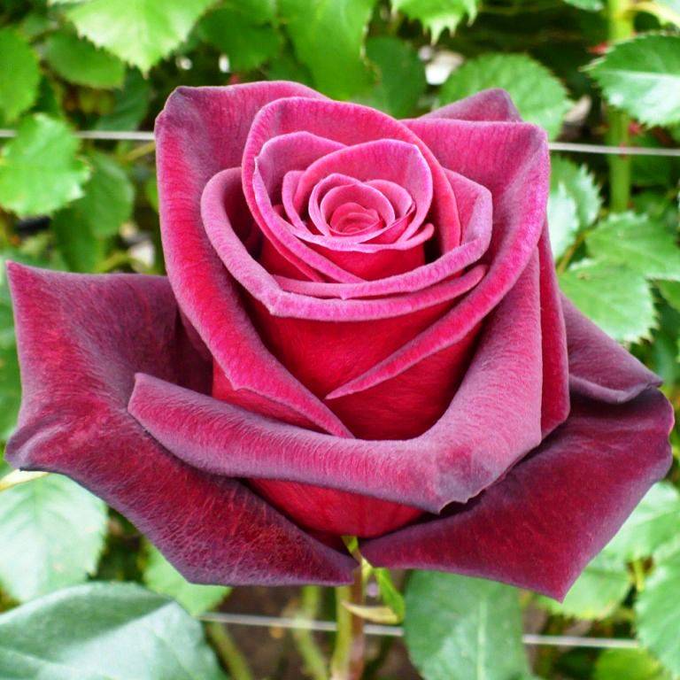 Чайно-гибридные розы: описание с фото 25 лучших сортов | +отзывы