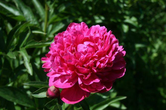 Пион канзас (kansas): фото с описанием и отличительными особенностями, правила посадки цветка и условия для выращивания, а также методы размножения