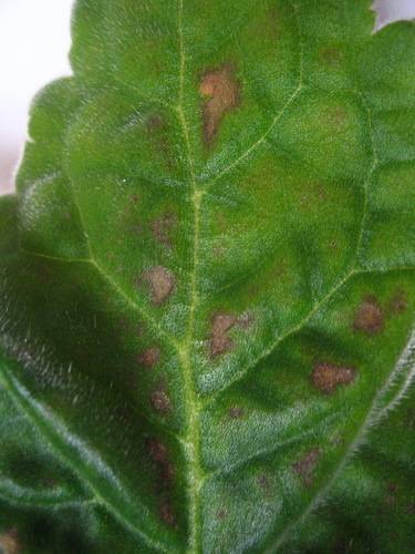 Глоксиния: болезни листьев и лечение с фото