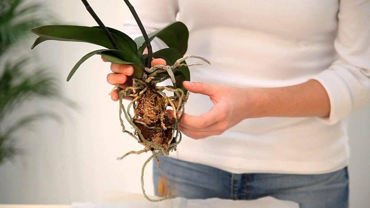 В какую землю пересаживать орхидею и какую кору нужно использовать в грунте?